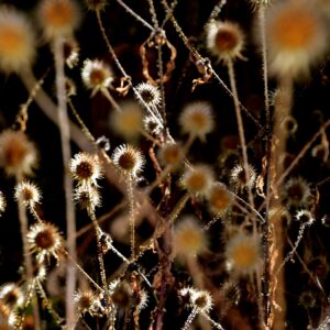 Samenstände der Kugeldistel